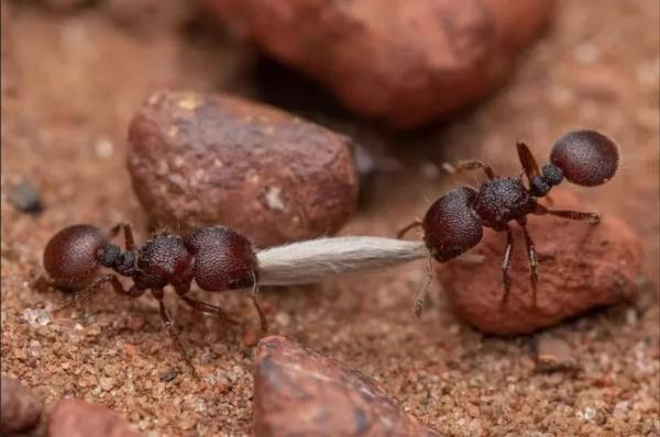 Khoảng 20 triệu tỷ con kiến sống trên Trái Đất