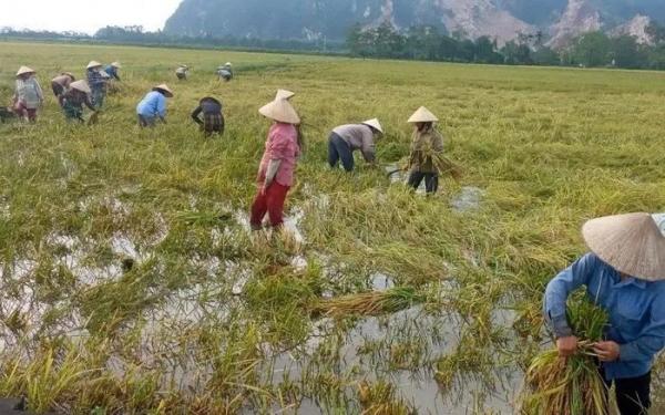 Các cấp Hội phụ nữ Thanh Hóa lội bùn gặt lúa, dọn nhà giúp người dân khắc phục hậu quả sau bão