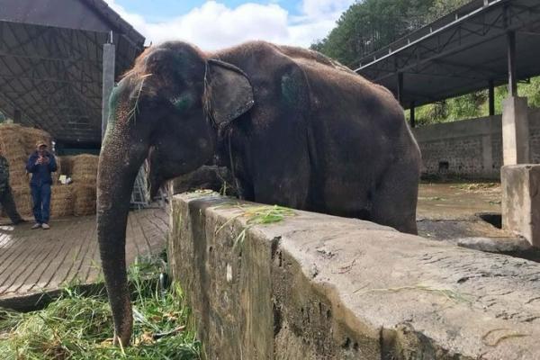 Đắk Lắk: Đưa 2 cá thể voi vào môi trường bán tự nhiên để bảo tồn