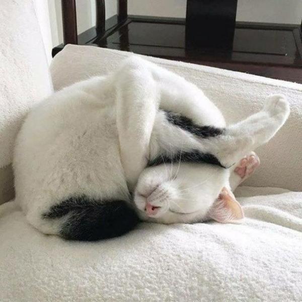 Những hình ảnh hài hước “vô đối” của loài mèo trong giấc ngủ