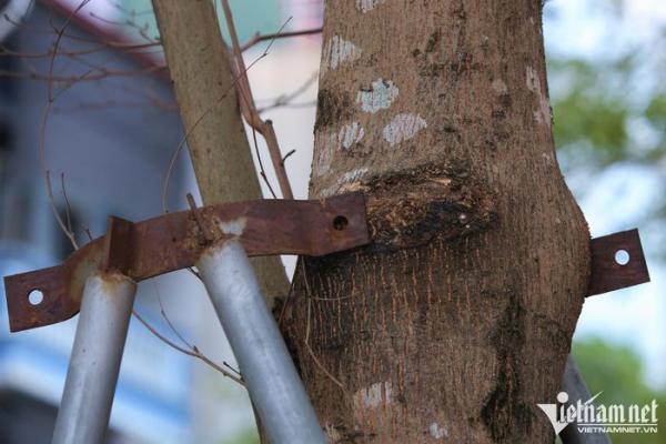 Thêm hàng cây ở Hà Nội bị “gông” sắt thít chặt