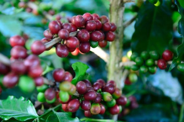 Giá cà phê hôm nay 07/12: Cà phê trong nước tăng giá trở lại