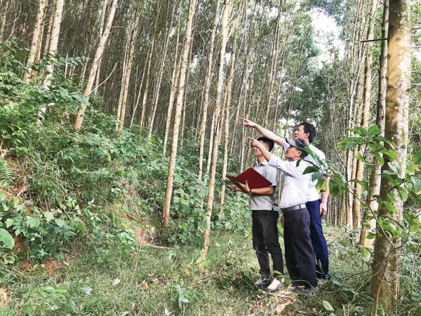 Liên kết trồng rừng bền vững: Chủ động nguồn gỗ nguyên liệu