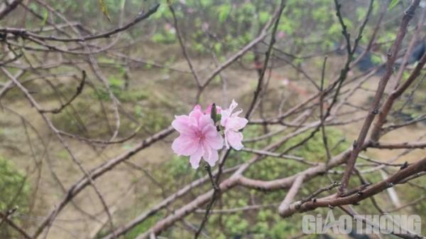 Đào phai hoa kép xứ Thanh rục rịch vào Tết