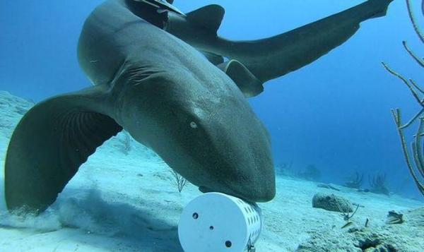 Phát hiện kỳ thú về các sát thủ đại dương: Bơi mỏi rồi, cá mập chuyển sang “đi bộ” dưới đáy biển