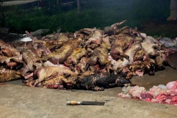 Hơn 1000 con lợn bị chết cháy trong đêm