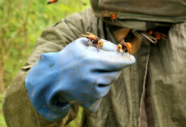 “Thợ săn” Phú Thọ kể chuyện vào rừng già để săn loài ong được mệnh danh là “cơn ác mộng” của biết bao người