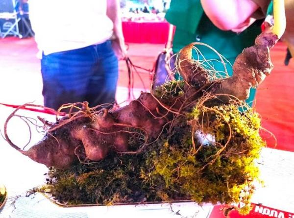 Chiêm ngưỡng củ sâm Ngọc Linh “khủng” được bán cho đại gia Quảng Nam