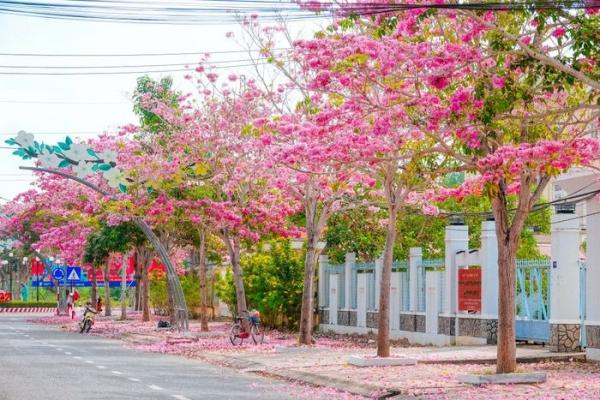 Vượt hơn 70 km đến check in cung đường nhuộm hồng đẹp như phim Hàn ở miền Tây