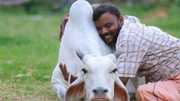 Lý do Ấn Độ kêu gọi người dân ôm bò trong ngày Valentine