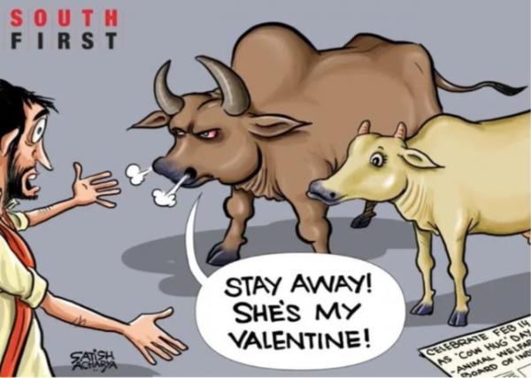 Bị châm biếm, Ấn Độ bỏ ý tưởng biến Valentine thành ‘Ngày ôm bò’