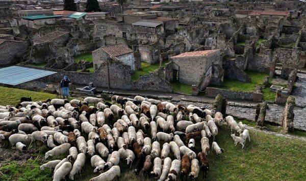 Đàn cừu giúp bảo tồn tàn tích của thành phố cổ Pompeii