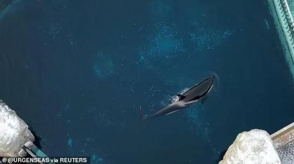 “Cá voi sát thủ cô đơn nhất thế giới” qua đời: Hơn 1 thập kỷ bị cô lập