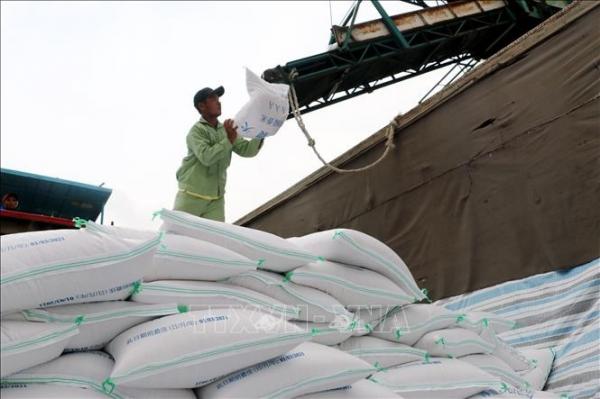 Thị trường nông sản: Giá lúa vẫn duy trì ở mức cao