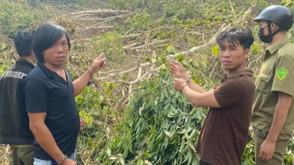 Bắt giữ 6 người phá gần 1 ha rừng ở Lâm Đồng