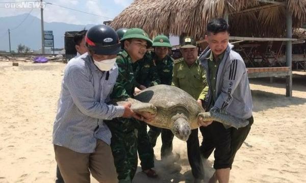 Rùa biển cực quý hiếm nặng 100kg bơi lạc vào khu vực đầm phá Thừa Thiên - Huế