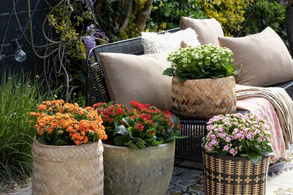 3 cây cảnh vượng tài, muốn phát tài, may mắn nhất định phải trồng một chậu, nhà giàu ai cũng thích