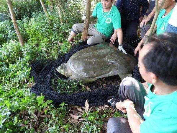 Lấy mẫu xét nghiệm tìm nguyên nhân rùa nặng gần 100kg chết ở hồ Đồng Mô