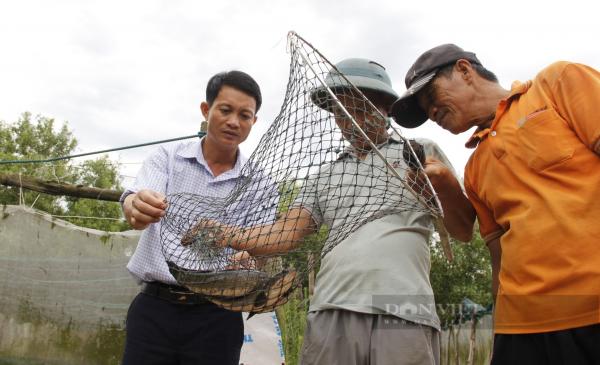 Vùng bãi ngang ven biển Quảng Trị, nông dân nuôi cá lóc ở ao lót bạt, tăng thu nhập, vươn lên làm giàu
