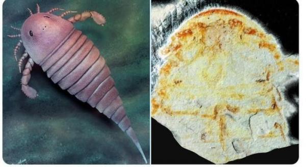 Quái vật biển 450 triệu tuổi bất ngờ lộ diện: Loài hung dữ sao?