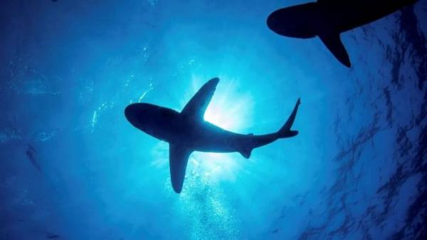 Hé lộ vụ cá mập tấn công chết chóc nhất lịch sử nhân loại