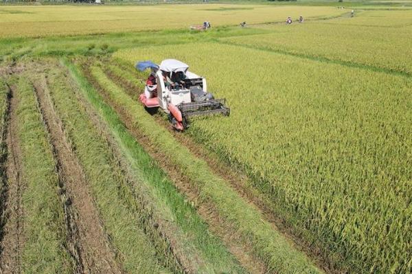 Quyết liệt ngăn chặn tình trạng “bảo kê” gặt lúa ở Hà Tĩnh