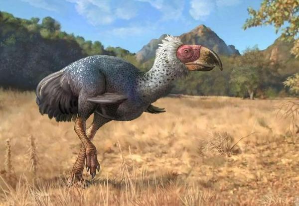 Soi loài chim khủng khiếp nhất từng lang thang trên quả đất