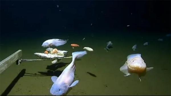 Phát hiện loài cá ở độ sâu chưa từng thấy