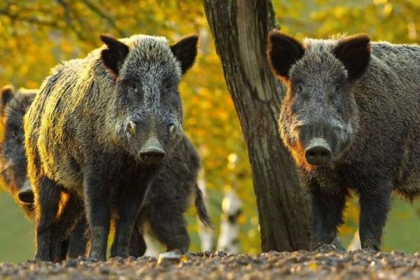 Điểm mặt tất cả loài lợn hoang dã sinh sống trên quả đất