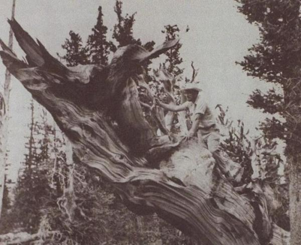 Điểm danh cây cổ thụ lâu đời nhất thế giới, thọ ngang đất trời