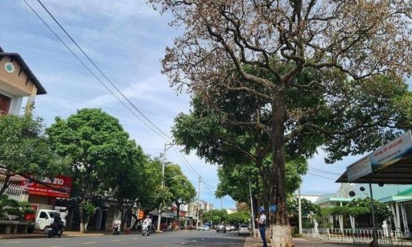 Đã tìm được nguyên nhân khiến 180 cây hoa sữa bị trụi lá, héo cành