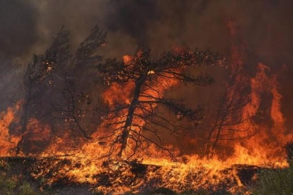 Cháy rừng tại Hy Lạp phần lớn do con người