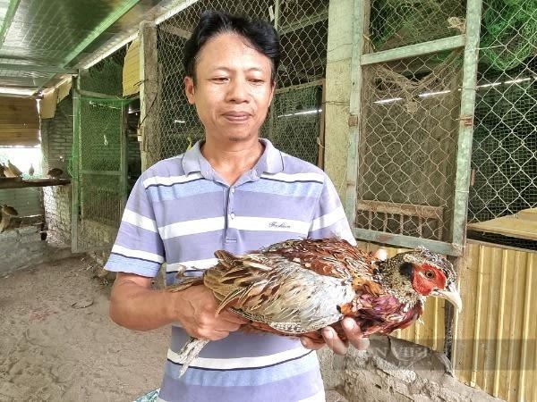 Nuôi một loại động vật mào đỏ quý hiếm, anh nông dân Ninh Bình chăm nhàn mà bán hơn 500.000 đồng/cặp