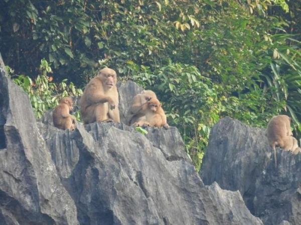Cận cảnh đàn khỉ mốc “quý như vàng” bất ngờ xuất hiện ở Quảng Bình