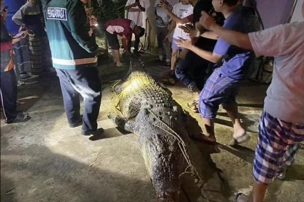 Cá sấu “quái vật” liên tiếp xuất hiện ở Malaysia