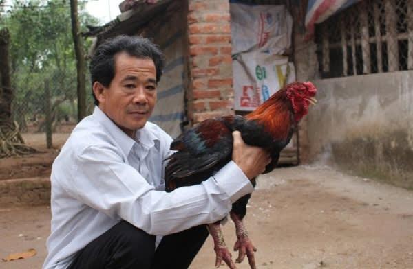 Một giống gà đặc sản của Hà Nam thịt thơm ngon, được dân tình săn đón dịp cuối năm