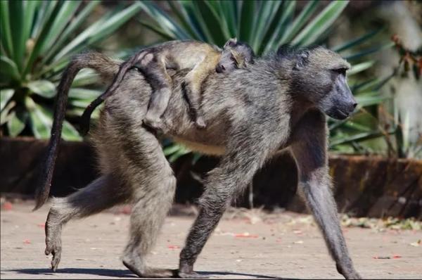 Điểm danh những loài khỉ đầu chó khét tiếng thế giới