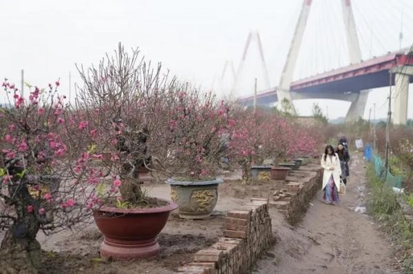 Ghé thăm vườn đào Nhật Tân nhộn nhịp ngày cận Tết