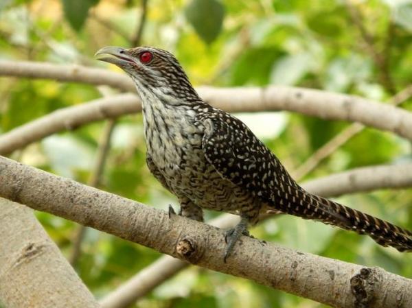 Loài chim “bạc tình” bậc nhất thế giới tự nhiên, Việt Nam có nhiều