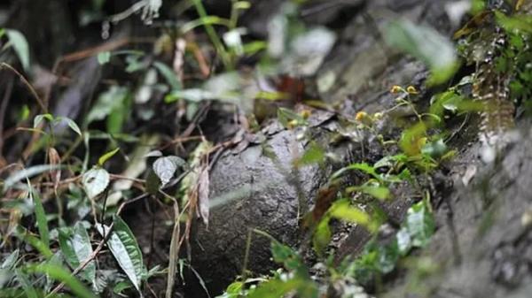 Bí ẩn vách núi 30 năm lại sinh một quả trứng đá