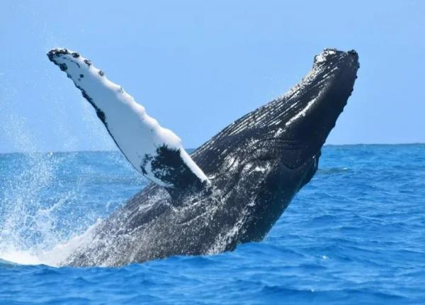 Phát hiện 7.000 con cá voi lưng gù chết đói vì sóng nhiệt