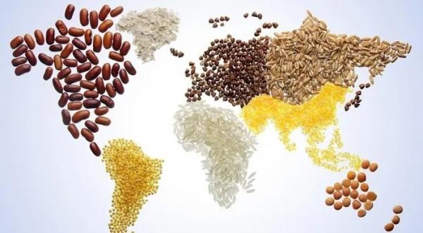 Chỉ số giá lương thực thế giới giảm tháng thứ 7 liên tiếp