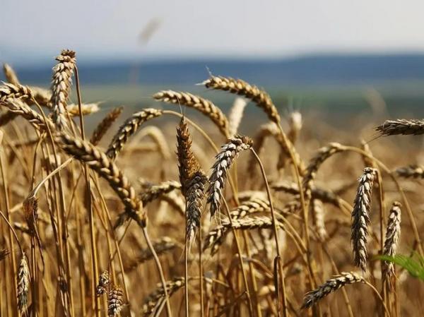 Nhập khẩu lúa mì từ Brazil tăng nóng hơn 28.000%