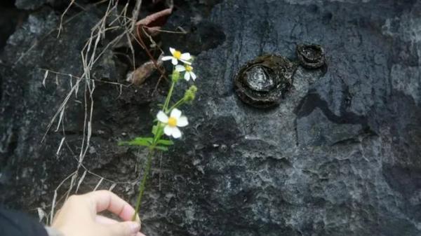 Núi đá Trung Quốc 200 triệu năm biết nở hoa kỳ diệu