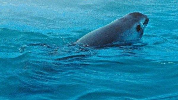 Lộ diện loài thú biển có nguy cơ tuyệt chủng cao nhất Trái Đất