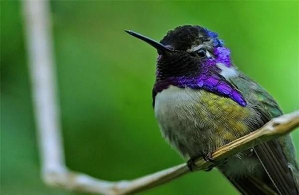 Loài chim duy nhất trên thế giới có khả năng bay ngược giữa không trung, vô cùng quen thuộc ở Việt Nam