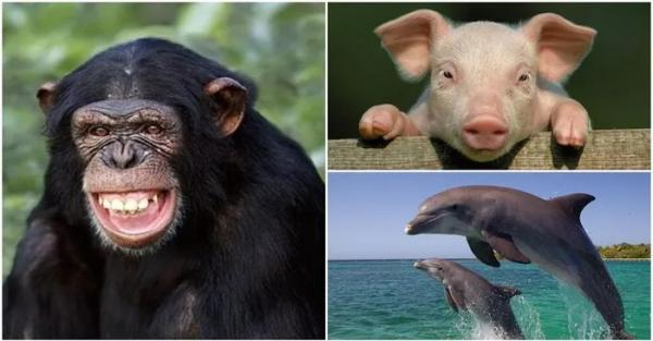 7 loài động vật thông minh nhất thế giới: Cá heo đứng thứ 2, “sốc nặng” với vị trí của lợn