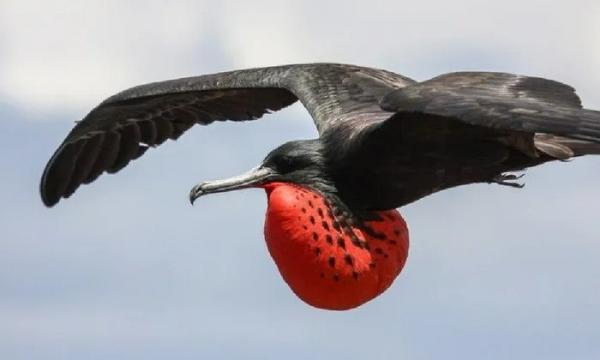 Loài chim “độc lạ” có thể bay liên tục 2 tháng không cần nghỉ ngơi