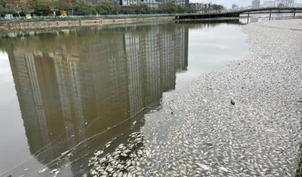 Cá chết tại hồ Thủy Sứ không liên quan đến ô nhiễm môi trường