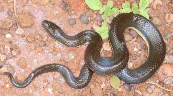 Loài rắn mới vừa phát hiện tại Việt Nam có vảy bất thường